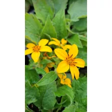 Chrysogonum virginianum - Virginiai aranykosárka