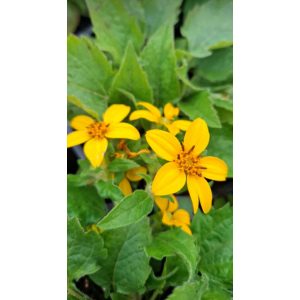 Chrysogonum virginianum - Virginiai aranykosárka