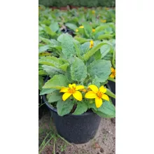 Chrysogonum virginianum - Virginiai aranykosárka