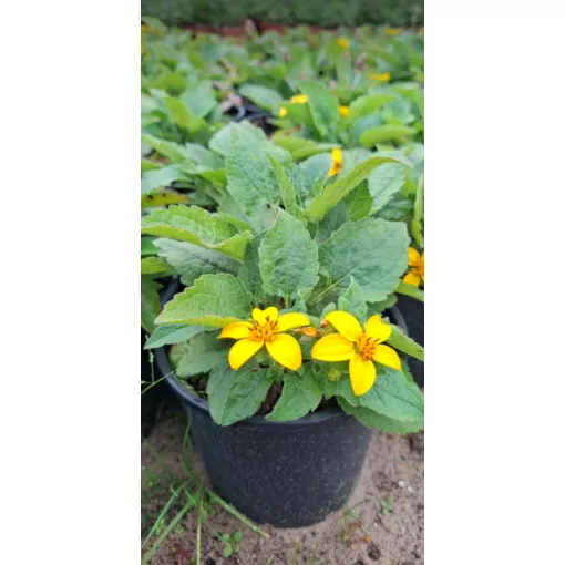 Chrysogonum virginianum - Virginiai aranykosárka