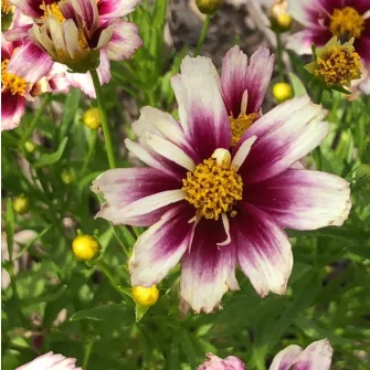 Menyecskeszem (Coreopsis)