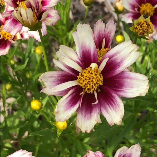 Coreopsis Little Bang Starstruck - Menyecskeszem