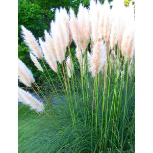 Cortaderia White Plumes - Pampafű