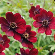 Cosmos atrosanguineus - Csokoládé virág