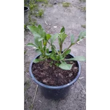 Cosmos atrosanguineus - Csokoládé virág