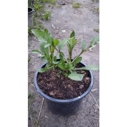 Cosmos atrosanguineus - Csokoládé virág