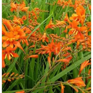 Crocosmia masoniorum - Sáfrányfű