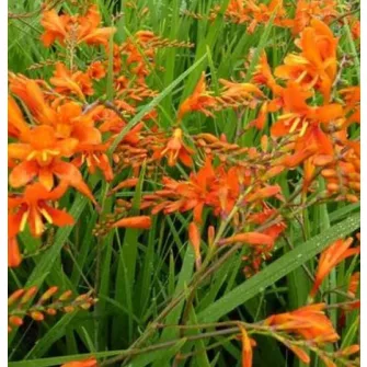 Sáfrányfű (Crocosmia)