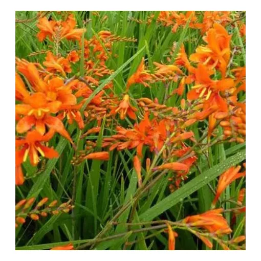 Crocosmia masoniorum - Sáfrányfű