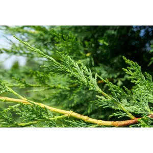Cupressocyparis leylandii - Leyland ciprus