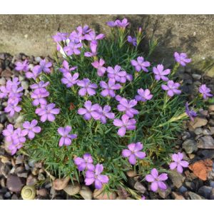 Dianthus erinaceus - Kerti szegfű