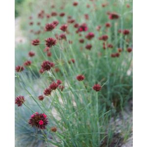 Dianthus cruentus - Szegfű