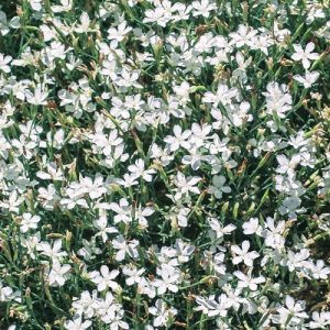 Dianthus deltoides White - Réti szegfű