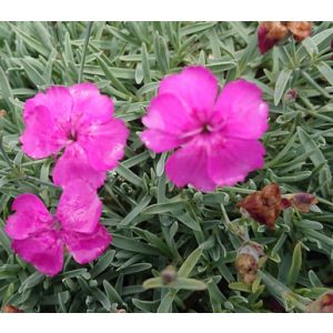 Dianthus gratianopolitanus Babi Lom - Pünkösdi szegfű