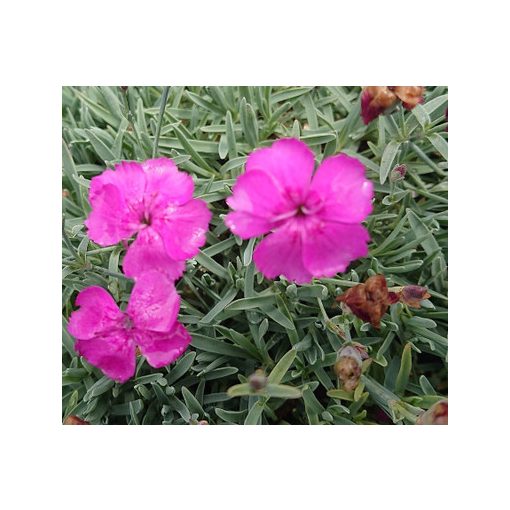 Dianthus gratianopolitanus Babi Lom - Pünkösdi szegfű