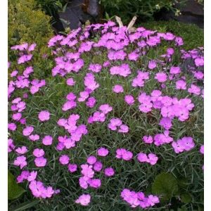 Dianthus gratianopolitanus Blauigel - Pünkösdi szegfű