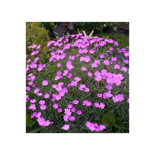 Dianthus gratianopolitanus Blauigel - Pünkösdi szegfű