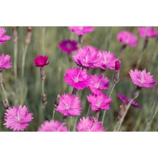 Dianthus gratianopolitanus Feuerhexe - Pünkösdi szegfű