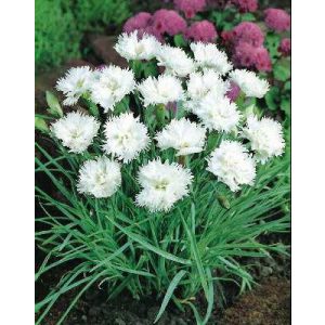 Dianthus petraeus Albus Plenus - Szegfű