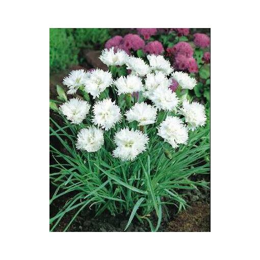 Dianthus petraeus Albus Plenus - Szegfű