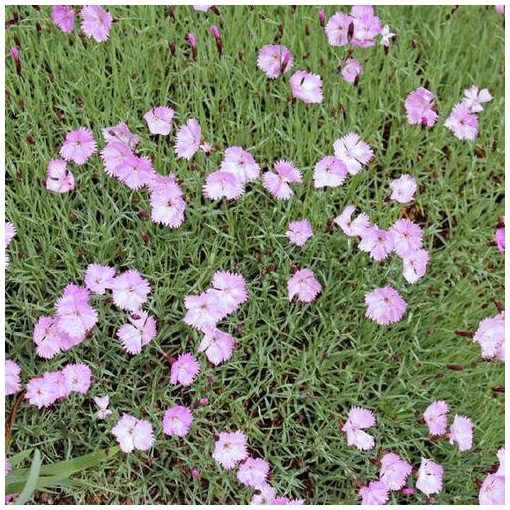 Dianthus plumarius Duchess of Fife - Tollas szegfű