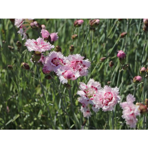 Dianthus plumarius Ine - Tollas szegfű