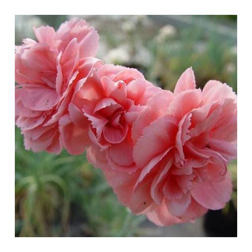 Dianthus x allwoodii Helen - Szegfű