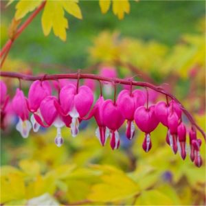   Dicentra (Lamprocapnos) spectabilis Spring Gold - Szívvirág