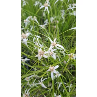 Csillagfű (Dichromena)