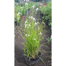Dichromena colorata - Csillagfű