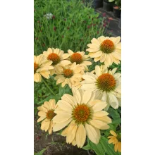 Echinacea purpurea Aloha - Kasvirág