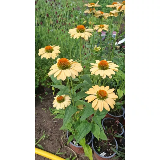 Echinacea purpurea Aloha - Kasvirág