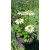 Echinacea purpurea Delicious Nougat - Kasvirág