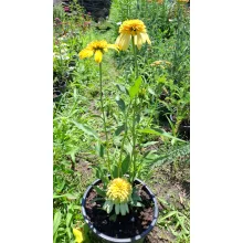 Echinacea purpurea Lemon Drop - Kasvirág