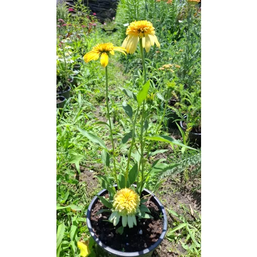Echinacea purpurea Lemon Drop - Kasvirág