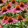 Echinacea purpurea Pica Bella - Kasvirág