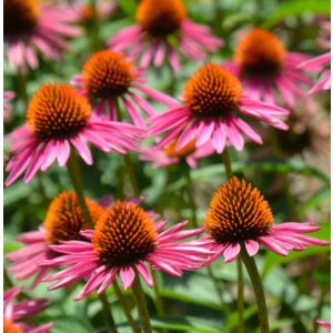 Echinacea purpurea Pica Bella - Kasvirág