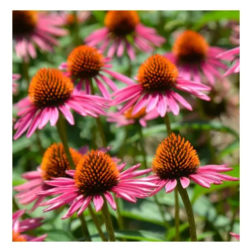 Echinacea purpurea Pica Bella - Kasvirág