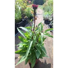 Echinacea purpurea Sunseekers Red - Kasvirág