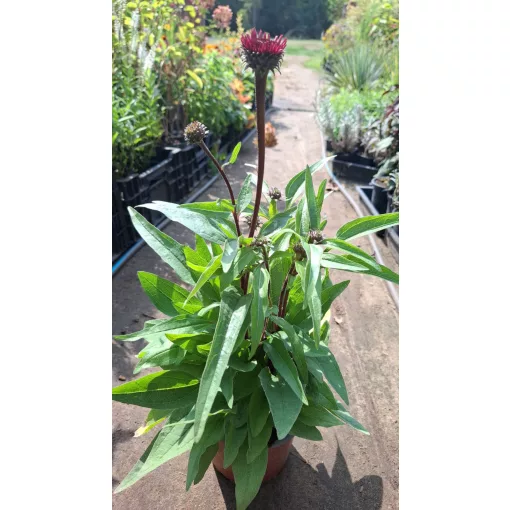Echinacea purpurea Sunseekers Red - Kasvirág