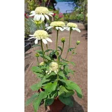 Echinacea purpurea White Double Delight - Kasvirág