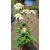 Echinacea purpurea White Double Delight - Kasvirág