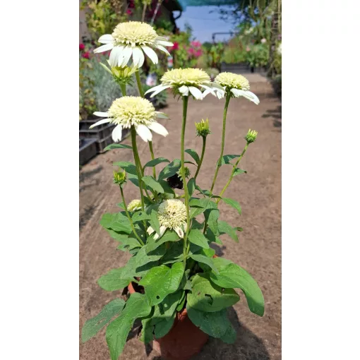 Echinacea purpurea White Double Delight - Kasvirág