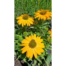 Echinacea Sunseekers Yellow - Kasvirág