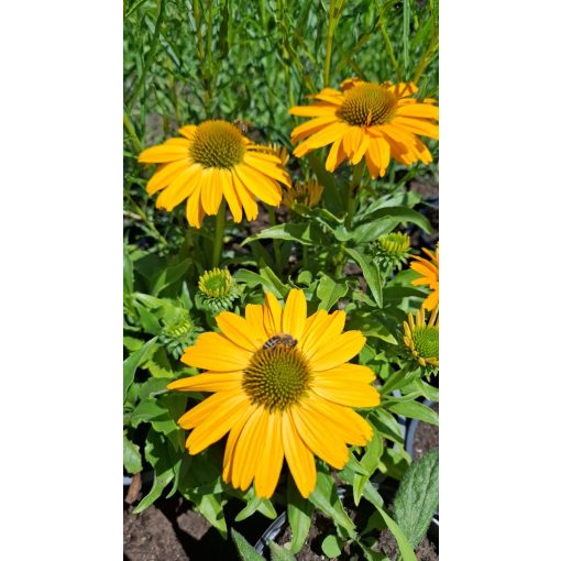 Echinacea Sunseekers Yellow - Kasvirág