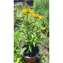 Echinacea Sunseekers Yellow - Kasvirág