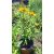 Echinacea Sunseekers Yellow - Kasvirág