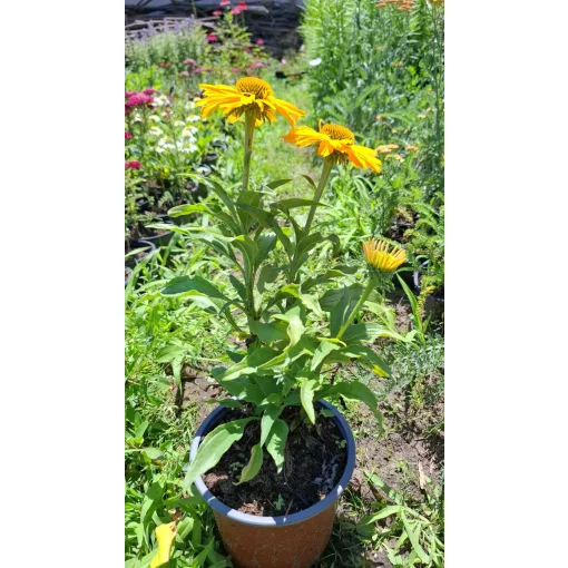 Echinacea Sunseekers Yellow - Kasvirág