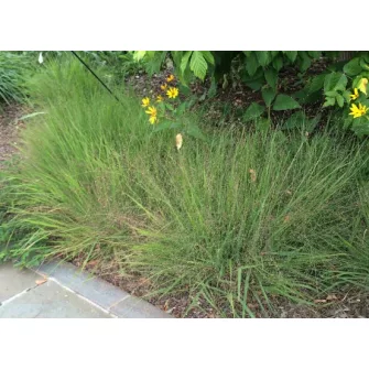 Tőtippan (Eragrostis)