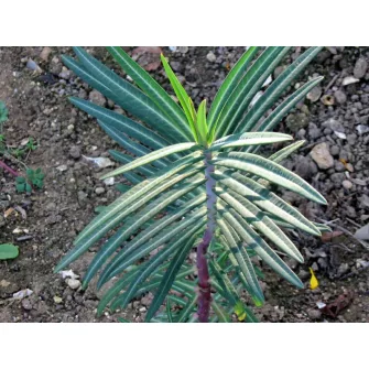 Kutyatej (Euphorbia)
